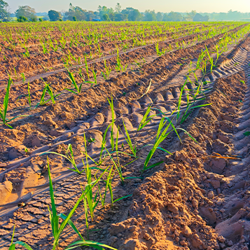 Soluções financeiras Cocred para o agronegócio